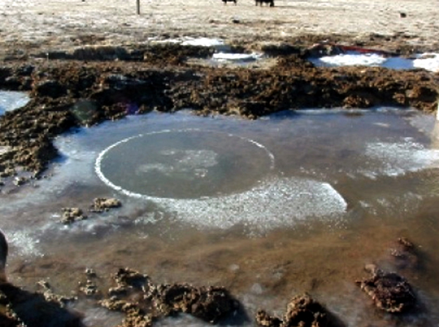 �� ������ Bigelow